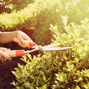 Tesoura para Cerca Viva e Grama Tramontina com Lâminas Metálicas e Cabos de Madeira - 2